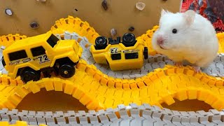 Hamster Escapes Room Maze OBSTACLE COURSE Prison Maze [upl. by Elsey]