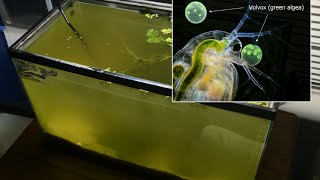 Raising Daphnia for the Freshwater Aquarium [upl. by Loutitia337]