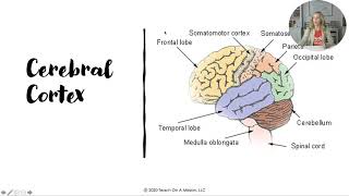 AP Psychology Unit 2 Biological Bases Review Video with Mandy Rice [upl. by Gurango]