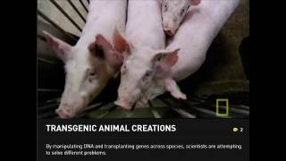 Transgenic Examples  National Geographic [upl. by Yedrahs773]