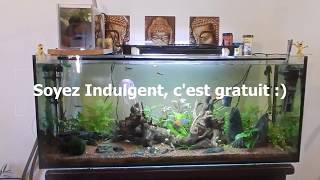 Présentation dun aquarium deau douce de 240 litres [upl. by Riorsson]