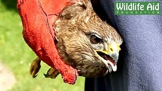 Great Release of a Buzzard [upl. by Mansoor]