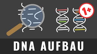 Aufbau der DNA einfach erklärt  Aufbau der DNS [upl. by Gessner]