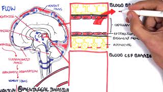 Bacterial Meningitis Pathophysiology [upl. by Mathia]