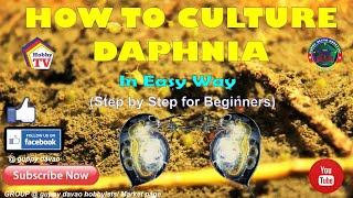 HOW TO CULTURE DAPHNIA In Easy Way [upl. by Athena]