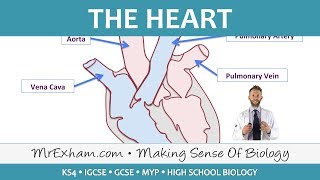 The Heart  GCSE Biology 91 [upl. by Zsa]