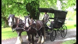 HorseDrawn Wedding Carriage Anyone [upl. by Nura451]