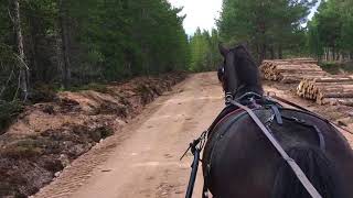 Horse Carriage Ride In The Woods [upl. by Olimreh]