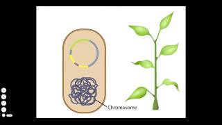 Agrobacterium A Plant Gene Transfer Vector [upl. by Erdnaet310]