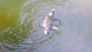 Platypus Swimming the only mammals that lay eggs [upl. by Brackett]