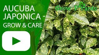 Aucuba japonica  grow amp care [upl. by Sayers41]